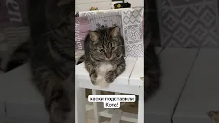 #хаски подставили кота