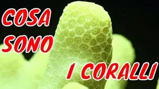 COSA SONO I CORALLI?