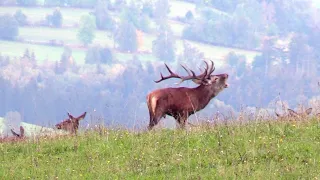 Jelení říje II 2023 RED DEER RUT