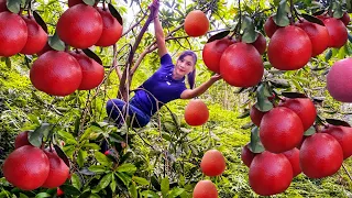 How to Hunt for Ripe Red Fruits in the Deep Forest With My Recipe / Cooking with Ly Thi Cam