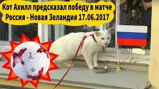 Кот Ахилл предсказал победу в матче Россия Новая Зеландия 17.06.2017