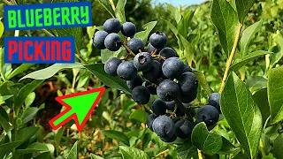 BLUEBERRY PICKING (EASY WAY)