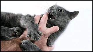 What Does It Mean If Your Cat Bites You?
