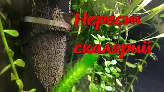 Нерест скалярий в общем аквариуме