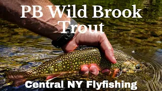 PB Wild Brook Trout - Central NY Small Stream Fly fishing