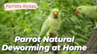 How to do Natural Deworming of Parrots at Home | Tips & Hacks | Parrots Alyssa