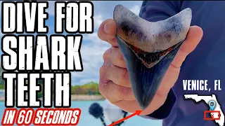 How to shore dive & find Shark Teeth in Venice, FL  |  1 minute instructional video for Scuba Divers