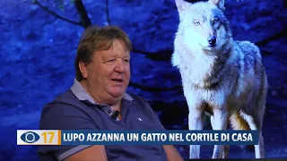 Lupo azzanna un gatto nel cortile di casa