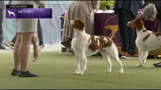 Brittanys | Breed Judging 2023