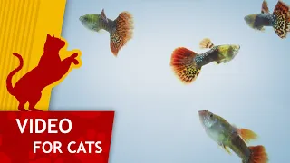 🐈 Movie for Cats 🐟 - Guppie Family Video for Cats to watch