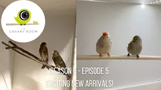 The Canary Room Season 6 Episode 5 - Exciting New Arrivals!!!