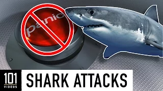 Shark Attacks 101 | National Geographic