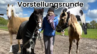 DAS SIND ALLE UNSERE PFERDE!🐴