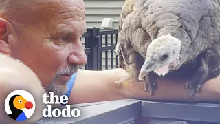 Wild Turkey Adopts Human Family So They Build Her A Home! | The Dodo Wild Hearts