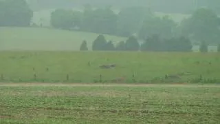 2009 Locust Dale Hunts--Turkey/Deer in soybean field!