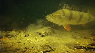 Big Perch takes Worm Underwater!