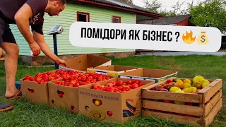 Бізнес на томатах в селі 🍅 Підсумки по врожаю та останній збір 🇺🇦👍🏻