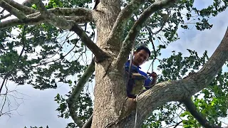 Cưa cây Sao siêu khủng trên hàng dừa / Sawing a Super Star tree on a row of coconut trees | T627