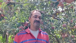 Results Of Quikon in Apple Crop