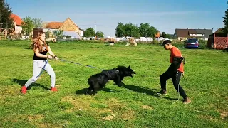 1 Belgian Groenendael vs 4 Belgian Malinois Training Dogs for Personal Protection Poland 9 maja 2020