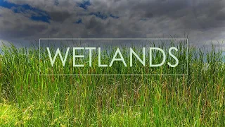 Warm Wetlands Ambience - Sounds of Birds, Frogs, Insects & Fish Jumping | Natural Wonders