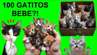 24 HORAS CONOCIENDO A 100 GATITOS BEBE?! / Videos de gatos graciosos Luna y Estrella