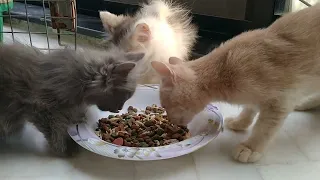 Cute Kittens Are Hungry And They Eating Together Peacefully Their Mother Also Eating Alone