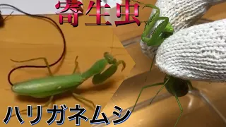 ハラビロカマキリからハリガネムシは出てくるのか？