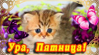 😺ЖЕЛАЮ САМОЙ ПРИЯТНОЙ ПЯТНИЦЫ ОТ МИЛЫХ КОТЕЕК! ДОБРОГО УТРА И ОТЛИЧНОЙ ПЯТНИЦЫ! С ДОБРЫМ УТРОМ ТЕБЯ!