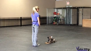 German Shepherd puppy obedience training | 9 weeks old | Valor K9 Academy, LLC