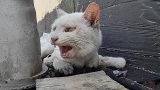 The stray cat with broken arms cried alone in the ruins, and no one cared about his life or death.