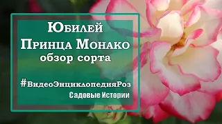 роза Юбилей Принца Монако #видеоЭнциклопедияРоз