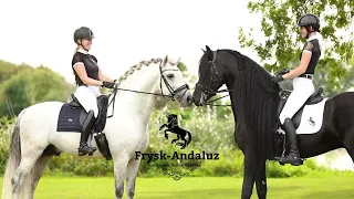 Presenting video of Frysk Andaluz