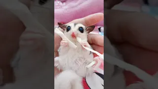 Sugar glider flying cute Compilation 2021