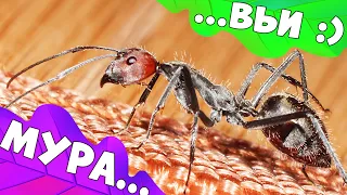 Что стало с гигантскими муравьями и что будет с каналом?