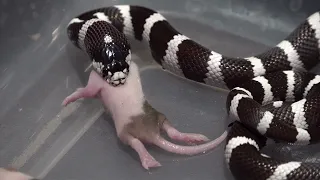 The King Snake From California  / Warning Live Feeding