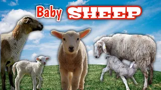 SHEEP & GOATS  can be SUPER FUNNY, SEE FOR YOURSELF! - Funny ANIMAL Compilation | Animal World, baby