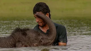 Three-Legged Elephant Bathes with Human Friend | BBC Earth