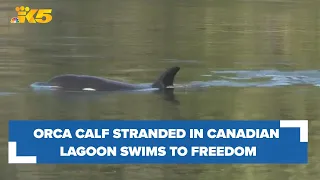 Orca calf stranded in Canadian lagoon for more than a month swims out