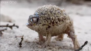 Angry Squeaking Frog - Super Cute Animals: Preview - BBC One