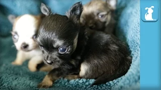 14 Day Old Chihuahua Babies Warm My Heart - Puppy Love