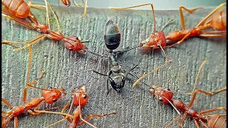 Убийцы муравьиной колонии- ЛОМЕХУЗЫ