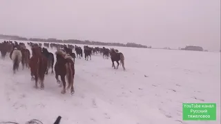 Экстримальные морозы на пороге. Спасаем маленького жеребёнка.