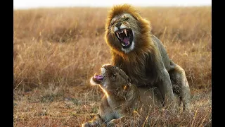 Pair of Young Lions mating in the grasslands of Masai Mara #lions #mating #wildlife #bigcat