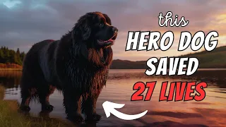 Newfoundland Facts: The Hero Dog Who Saved 27 People!