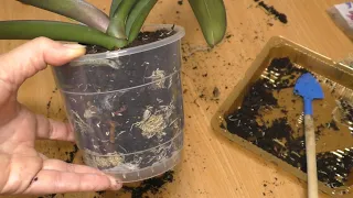 Посадила орхидею в бюджетный набор для посадки орхидей  Земля, щепа и мох