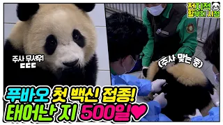 (SUB) It's Fubao's 500th day! She will get the first vaccine today!!💉│Everland Panda Fubao