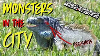 MONSTER Iguana Hunting in the Middle of the CITY | Florida Iguana Hunt