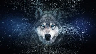 Wolf ( Canis lupus ) sounds. Howling, barking and growl. 4K Ultra HD