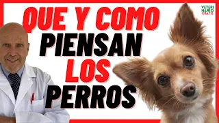 🟣 Los Perros Piensan o Razonan 🟣 Qué, Cómo y En qué piensan los perros 🟣 Que piensa mi perro de mi